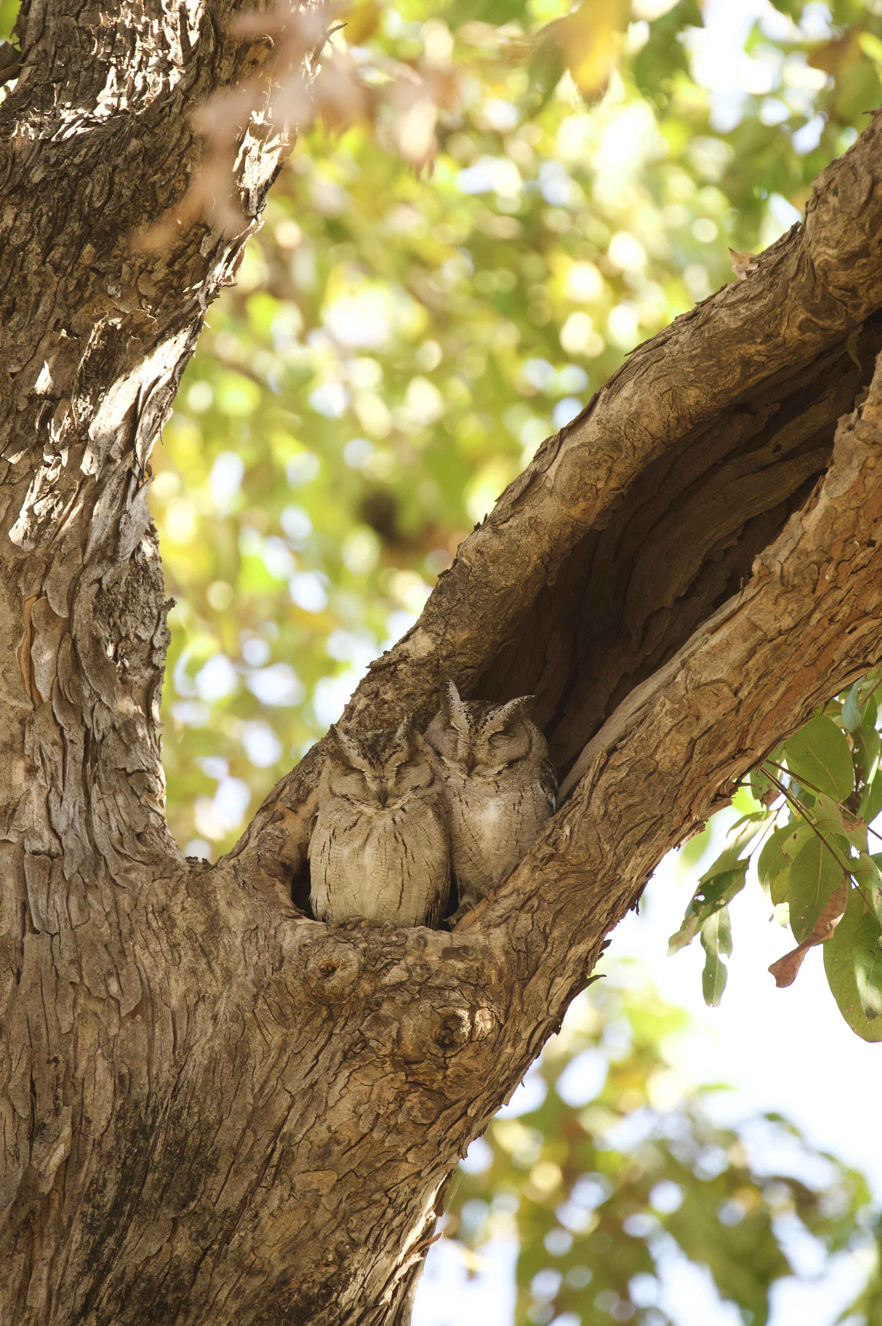 Indian Scops Owl